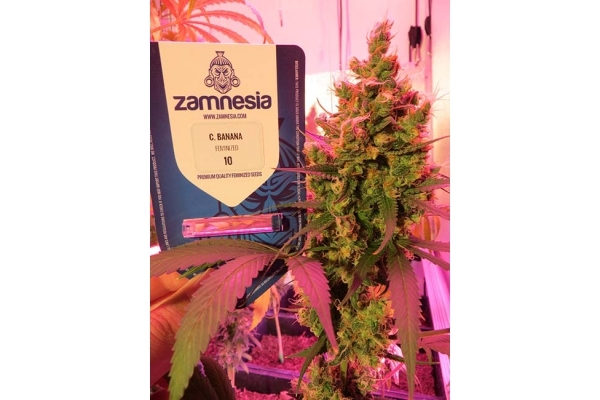 Banana (Zamnesia Seeds) Feminisoidut Banana (Zamnesia Seeds) Feminisoidut