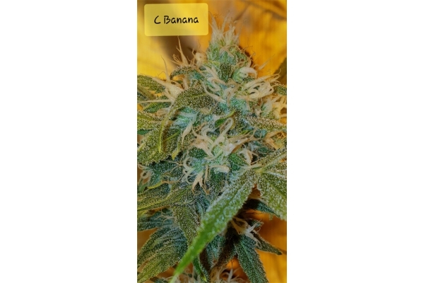 Banana (Zamnesia Seeds) Feminisoidut Banana (Zamnesia Seeds) Feminisoidut