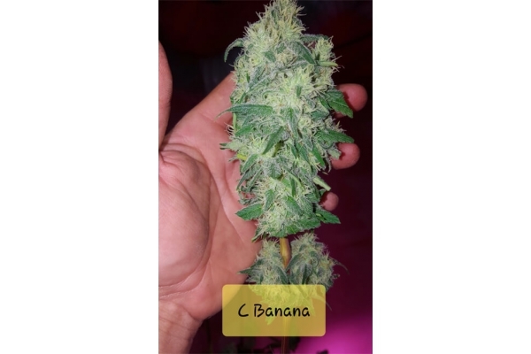 Banana (Zamnesia Seeds) Feminisoidut Banana (Zamnesia Seeds) Feminisoidut