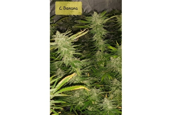 Banana (Zamnesia Seeds) Feminisoidut Banana (Zamnesia Seeds) Feminisoidut