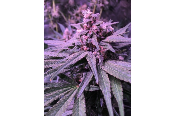 Banana (Zamnesia Seeds) Feminisoidut Banana (Zamnesia Seeds) Feminisoidut