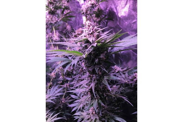 Banana (Zamnesia Seeds) Feminisoidut Banana (Zamnesia Seeds) Feminisoidut