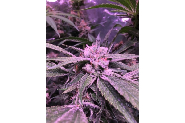 Banana (Zamnesia Seeds) Feminisoidut Banana (Zamnesia Seeds) Feminisoidut