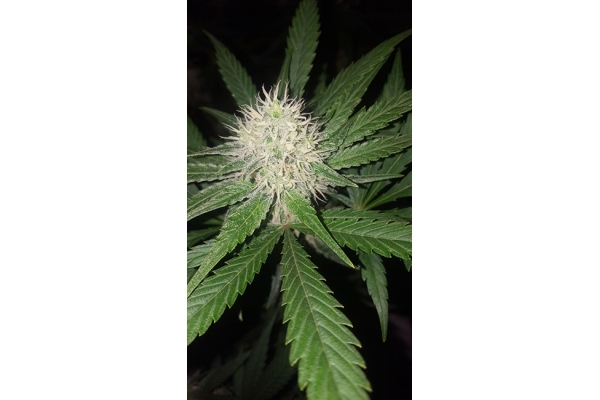 Lemon Power Haze (Zamnesia Seeds) Feminisoidut Lemon Power Haze (Zamnesia Seeds) Feminisoidut