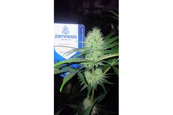 Lemon Power Haze (Zamnesia Seeds) Feminisoidut Lemon Power Haze (Zamnesia Seeds) Feminisoidut