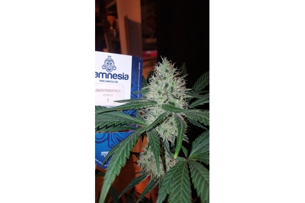 Lemon Power Haze (Zamnesia Seeds) Feminisoidut Lemon Power Haze (Zamnesia Seeds) Feminisoidut