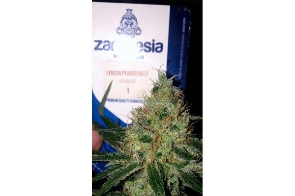 Lemon Power Haze (Zamnesia Seeds) Feminisoidut Lemon Power Haze (Zamnesia Seeds) Feminisoidut
