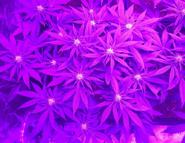 Lemon Power Haze (Zamnesia Seeds) Feminisoidut Lemon Power Haze (Zamnesia Seeds) Feminisoidut