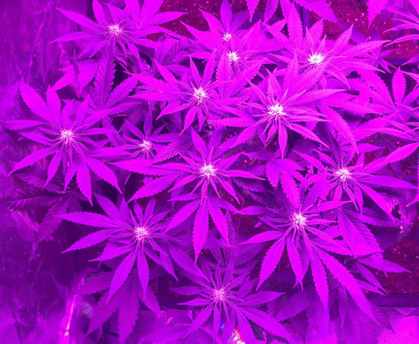 Lemon Power Haze (Zamnesia Seeds) Feminisoidut Lemon Power Haze (Zamnesia Seeds) Feminisoidut