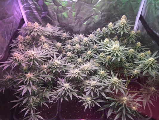 Lemon Power Haze (Zamnesia Seeds) Feminisoidut Lemon Power Haze (Zamnesia Seeds) Feminisoidut