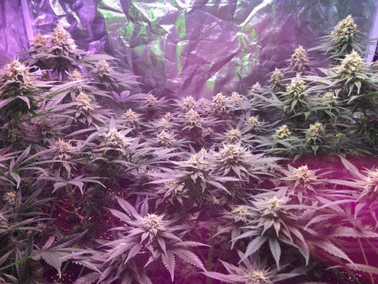 Lemon Power Haze (Zamnesia Seeds) Feminisoidut Lemon Power Haze (Zamnesia Seeds) Feminisoidut