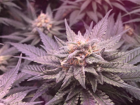 Lemon Power Haze (Zamnesia Seeds) Feminisoidut Lemon Power Haze (Zamnesia Seeds) Feminisoidut