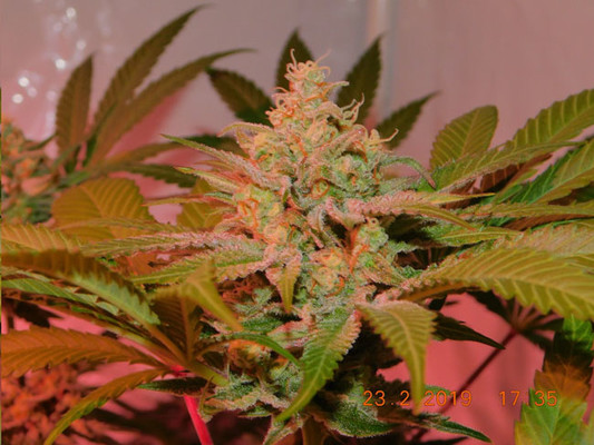Lemon Power Haze (Zamnesia Seeds) Feminisoidut Lemon Power Haze (Zamnesia Seeds) Feminisoidut