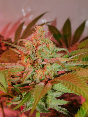 Lemon Power Haze (Zamnesia Seeds) Feminisoidut Lemon Power Haze (Zamnesia Seeds) Feminisoidut