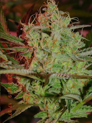 Lemon Power Haze (Zamnesia Seeds) Feminisoidut Lemon Power Haze (Zamnesia Seeds) Feminisoidut