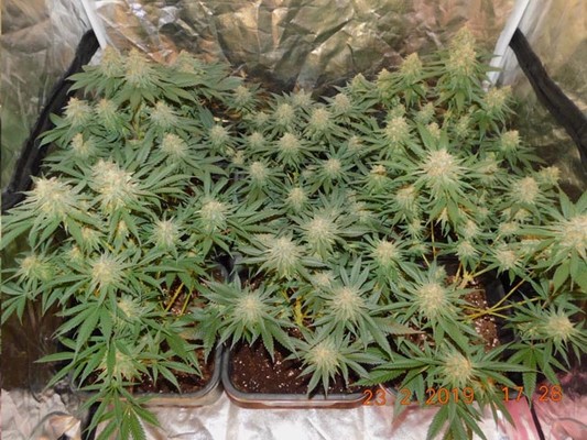 Lemon Power Haze (Zamnesia Seeds) Feminisoidut Lemon Power Haze (Zamnesia Seeds) Feminisoidut