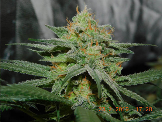 Lemon Power Haze (Zamnesia Seeds) Feminisoidut Lemon Power Haze (Zamnesia Seeds) Feminisoidut