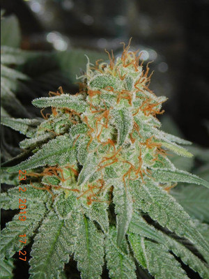 Lemon Power Haze (Zamnesia Seeds) Feminisoidut Lemon Power Haze (Zamnesia Seeds) Feminisoidut