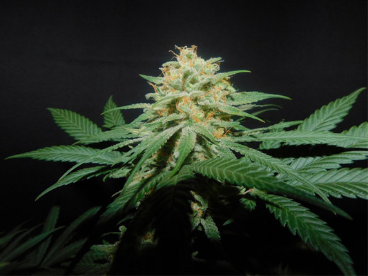 Lemon Power Haze (Zamnesia Seeds) Feminisoidut Lemon Power Haze (Zamnesia Seeds) Feminisoidut