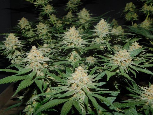 Lemon Power Haze (Zamnesia Seeds) Feminisoidut Lemon Power Haze (Zamnesia Seeds) Feminisoidut
