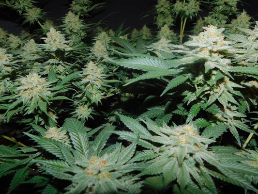 Lemon Power Haze (Zamnesia Seeds) Feminisoidut Lemon Power Haze (Zamnesia Seeds) Feminisoidut