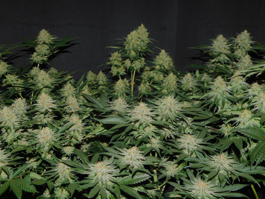 Lemon Power Haze (Zamnesia Seeds) Feminisoidut Lemon Power Haze (Zamnesia Seeds) Feminisoidut