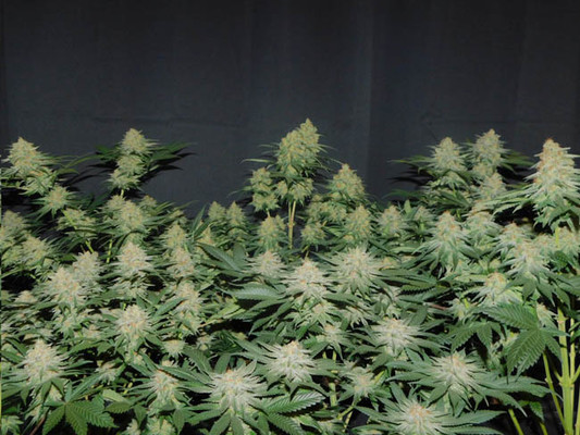Lemon Power Haze (Zamnesia Seeds) Feminisoidut Lemon Power Haze (Zamnesia Seeds) Feminisoidut