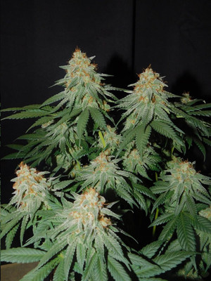 Lemon Power Haze (Zamnesia Seeds) Feminisoidut Lemon Power Haze (Zamnesia Seeds) Feminisoidut