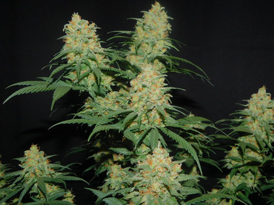 Lemon Power Haze (Zamnesia Seeds) Feminisoidut Lemon Power Haze (Zamnesia Seeds) Feminisoidut
