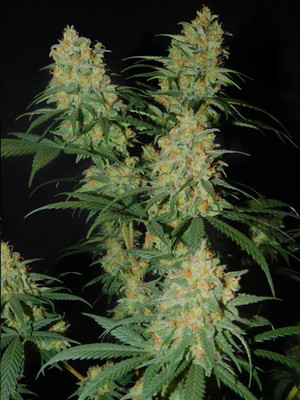 Lemon Power Haze (Zamnesia Seeds) Feminisoidut Lemon Power Haze (Zamnesia Seeds) Feminisoidut