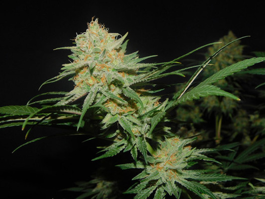 Lemon Power Haze (Zamnesia Seeds) Feminisoidut Lemon Power Haze (Zamnesia Seeds) Feminisoidut