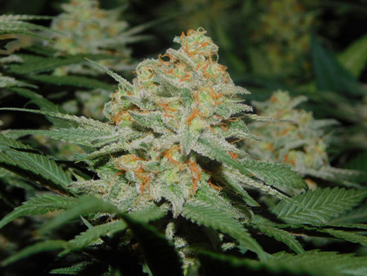 Lemon Power Haze (Zamnesia Seeds) Feminisoidut Lemon Power Haze (Zamnesia Seeds) Feminisoidut