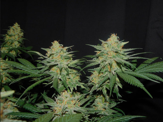 Lemon Power Haze (Zamnesia Seeds) Feminisoidut Lemon Power Haze (Zamnesia Seeds) Feminisoidut