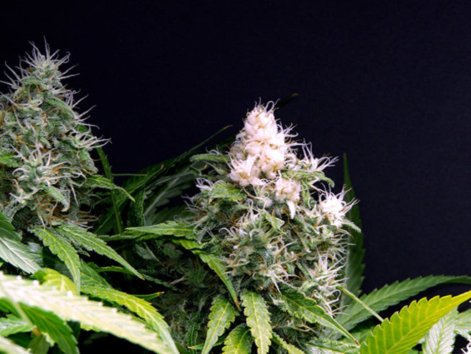 Lemon Power Haze (Zamnesia Seeds) Feminisoidut Lemon Power Haze (Zamnesia Seeds) Feminisoidut