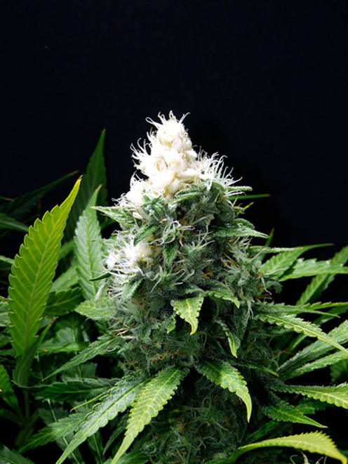 Lemon Power Haze (Zamnesia Seeds) Feminisoidut Lemon Power Haze (Zamnesia Seeds) Feminisoidut