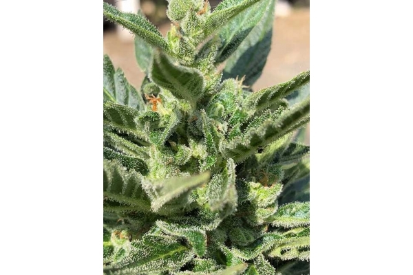 CBD Fix Autoflower (Zamnesia Seeds) Feminisoidut CBD Fix Autoflower (Zamnesia Seeds) Feminisoidut
