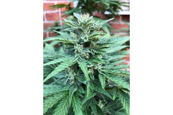 CBD Fix Autoflower (Zamnesia Seeds) Feminisoidut CBD Fix Autoflower (Zamnesia Seeds) Feminisoidut