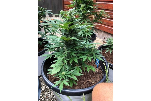 CBD Fix Autoflower (Zamnesia Seeds) Feminisoidut CBD Fix Autoflower (Zamnesia Seeds) Feminisoidut