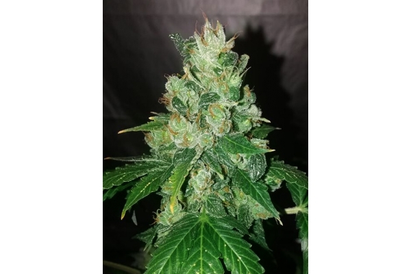 CBD Fix Autoflower (Zamnesia Seeds) Feminisoidut CBD Fix Autoflower (Zamnesia Seeds) Feminisoidut