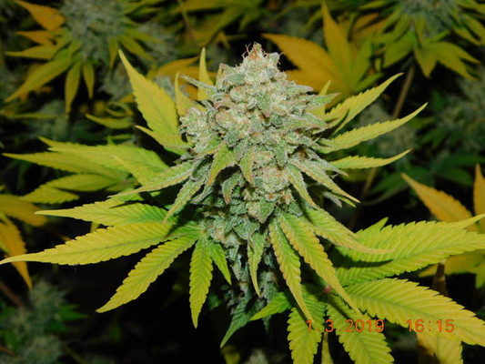 Gorilla #4 (BSB Genetics) Feminisoidut Gorilla #4 (BSB Genetics) Feminisoidut