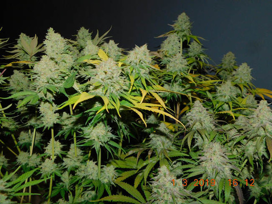 Gorilla #4 (BSB Genetics) Feminisoidut Gorilla #4 (BSB Genetics) Feminisoidut