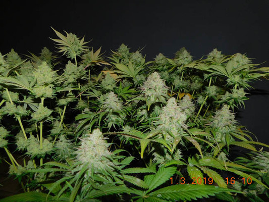 Gorilla #4 (BSB Genetics) Feminisoidut Gorilla #4 (BSB Genetics) Feminisoidut