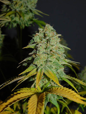 Gorilla #4 (BSB Genetics) Feminisoidut Gorilla #4 (BSB Genetics) Feminisoidut