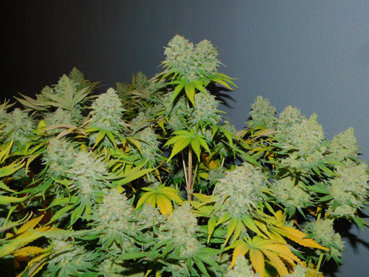 Gorilla #4 (BSB Genetics) Feminisoidut Gorilla #4 (BSB Genetics) Feminisoidut