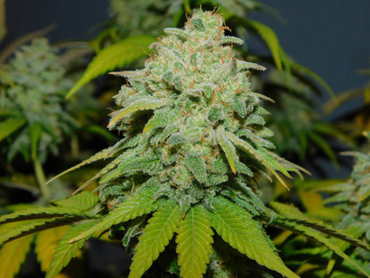 Gorilla #4 (BSB Genetics) Feminisoidut Gorilla #4 (BSB Genetics) Feminisoidut