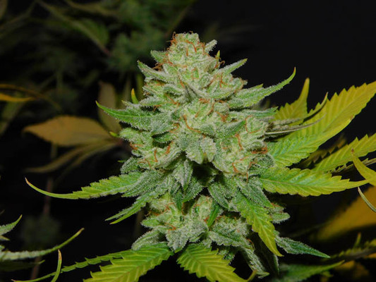 Gorilla #4 (BSB Genetics) Feminisoidut Gorilla #4 (BSB Genetics) Feminisoidut