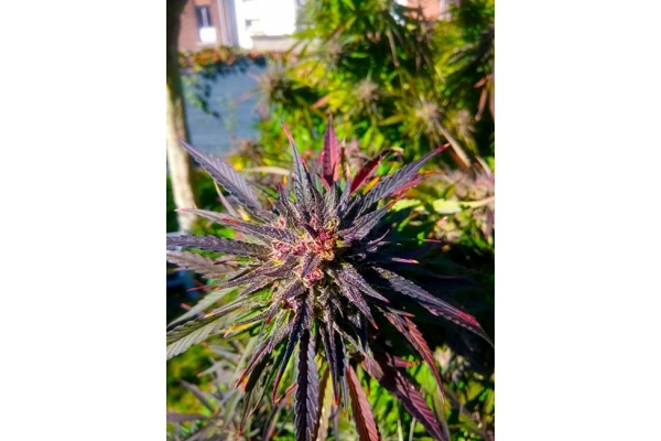 Blue Forest Berry (Growers Choice) Feminisoidut Blue Forest Berry (Growers Choice) Feminisoidut