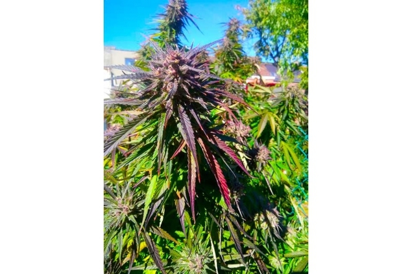 Blue Forest Berry (Growers Choice) Feminisoidut Blue Forest Berry (Growers Choice) Feminisoidut