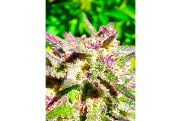 Blue Forest Berry (Growers Choice) Feminisoidut Blue Forest Berry (Growers Choice) Feminisoidut