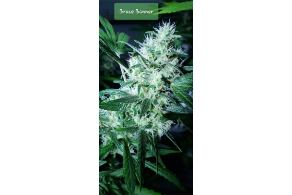 Bruce Banner 3 (Zamnesia Seeds) Feminisoidut Bruce Banner 3 (Zamnesia Seeds) Feminisoidut